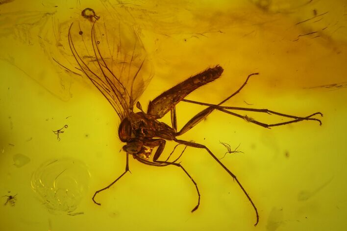 Detailed Fossil Fungus Gnat (Mycetophilidae) In Baltic Amber #170084